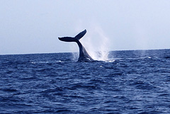 ザトウクジラ　テール（尾ひれ）　写真提供：むがむがダイビング