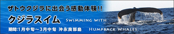 ザトウクジラ・ホエールウォッチング