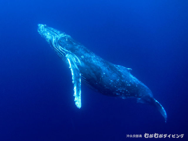 沖永良部島のザトウクジラスイム