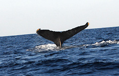 ザトウクジラ　テール（尾ひれ）　写真提供：むがむがダイビング