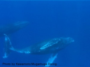 ザトウクジラ親子　写真提供：沖永良部島むがむがダイビング