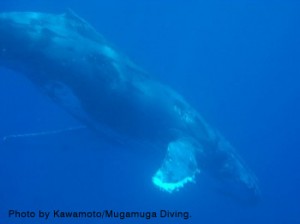 ザトウクジラ　写真提供：沖永良部島むがむがダイビング