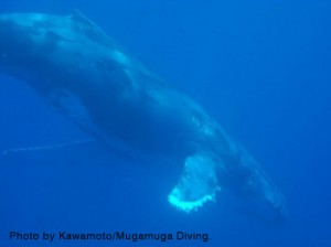 ザトウクジラ　写真提供：沖永良部島むがむがダイビング