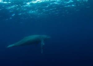 ザトウクジラ むがむがダイビングさんのブログより