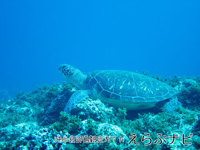 ウミガメものんびり昼寝