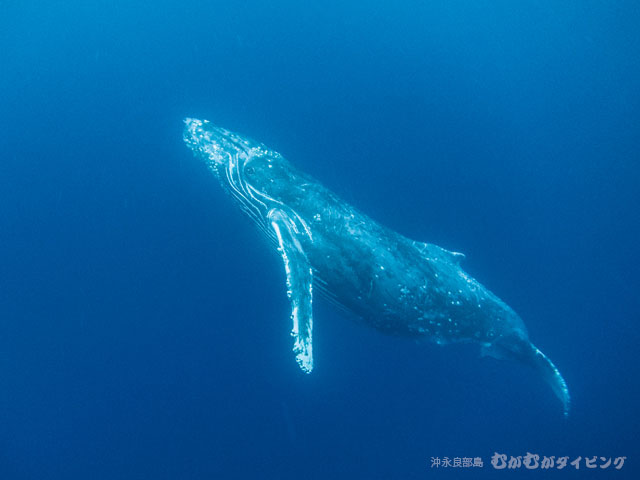 こっちを見ているザトウクジラ