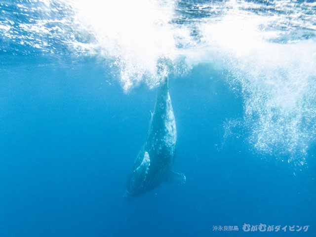 ザトウクジラ　むがむがダイビング提供