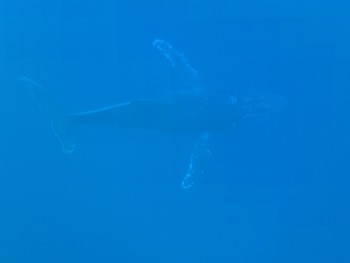 ザトウクジラ沖永良部島にご来島中！