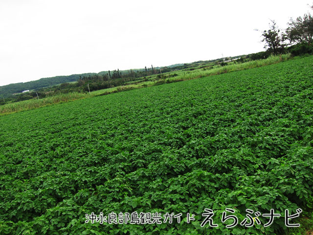 鹿児島県産「新じゃがいも」として出荷される沖永良部島産じゃがいも