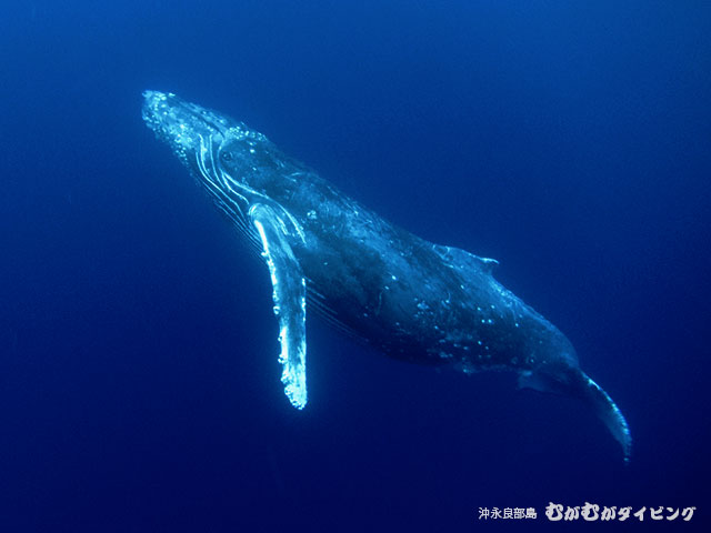 ザトウクジラ　沖永良部島むがむがダイビング