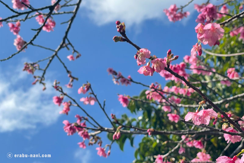 寒緋桜